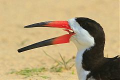 Black Skimmer